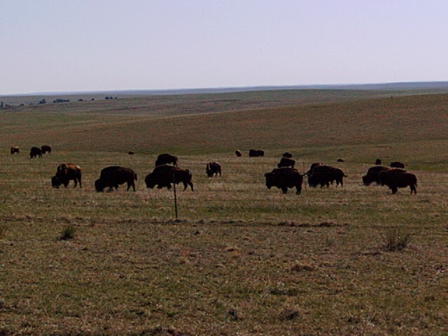 Buffalo