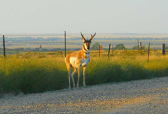 Antelope visitor