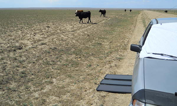 Cows and Solar Panels