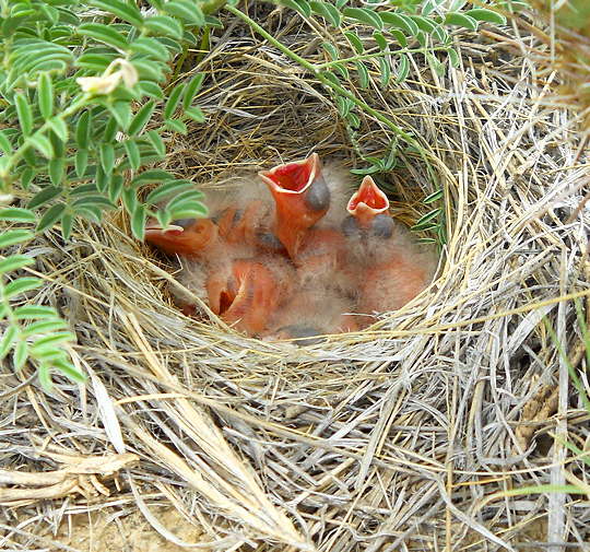 nest