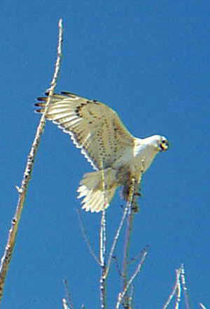 hawks