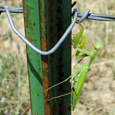 praying mantis