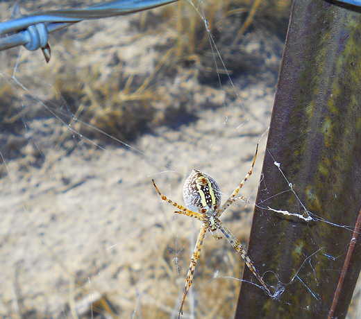 spider