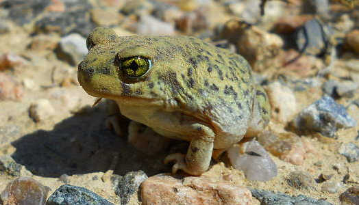 toads