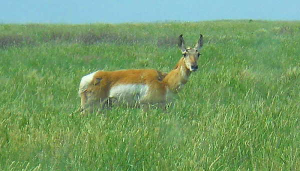 antelope