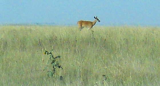 deer