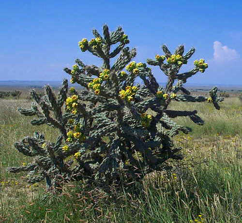 cactus