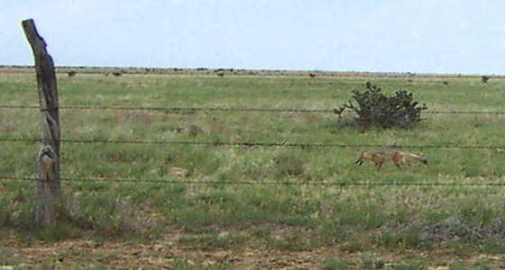 fox