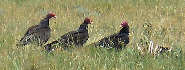 vultures