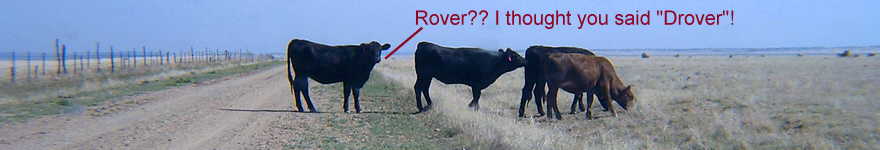 DM87 thru the windshield - cows: Rover? Drover?
